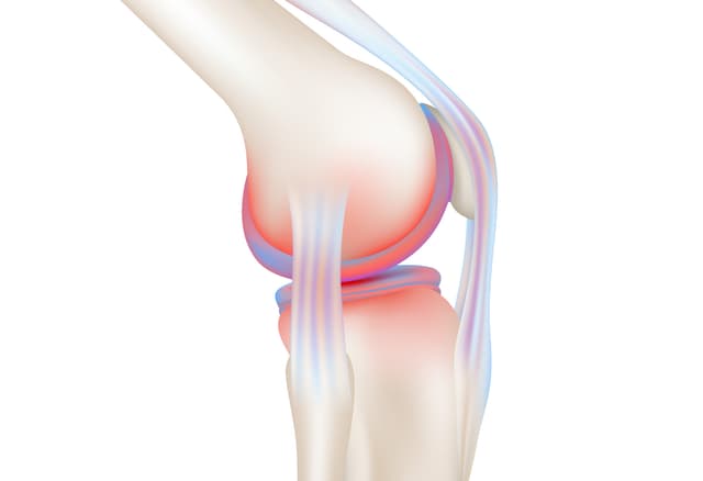 Imagem ilustrativa sobre cartilagem